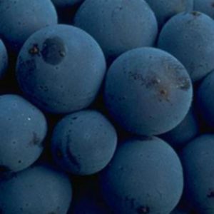 Benefits of Blueberries