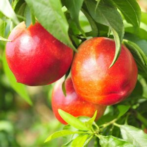 nectarines on tree for nectarine benefits