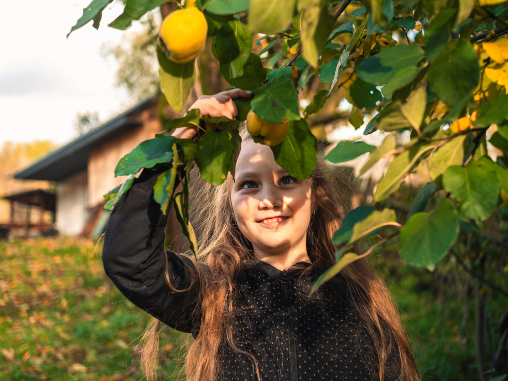 child picking yellow fruit from tree